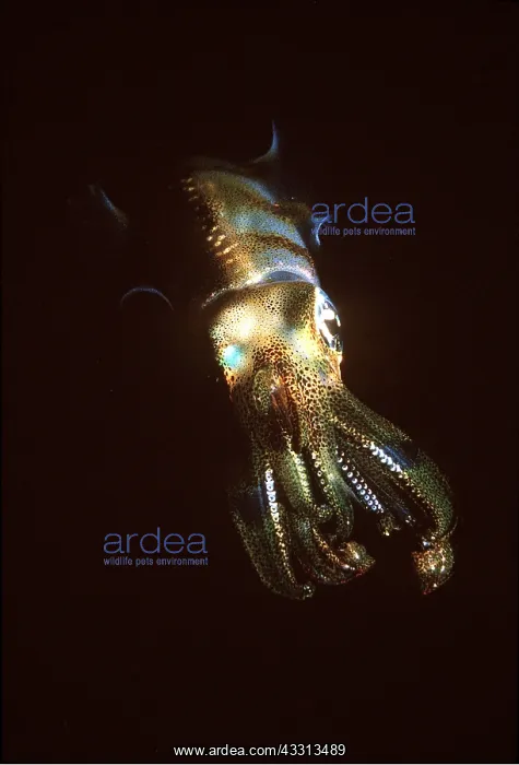 : SQUID : SQUID