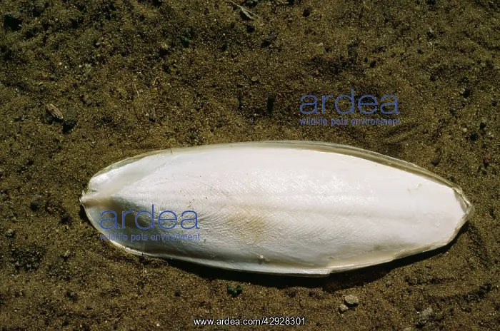  : SQUID  /  CUTTLEFISH SKELETON