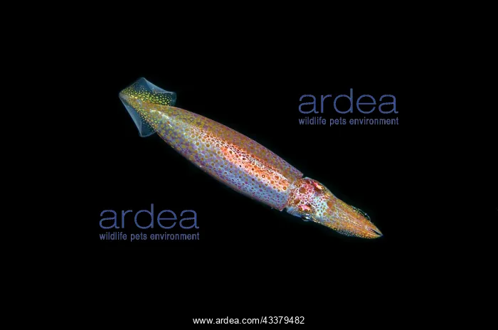 : Squid - floating in water column - Blackwater night dive : Squid - floating in water column - Blackwater night dive