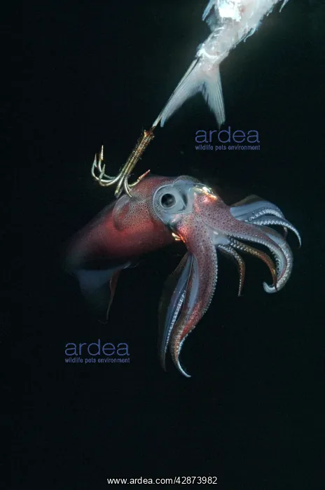  : Squid - on a jag hook. Ths photo was taken under