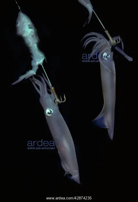 : Squid - on jag hooks : Squid - on jag hooks