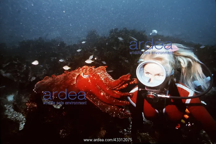 : SQUID - with scuba diver : SQUID - with scuba diver