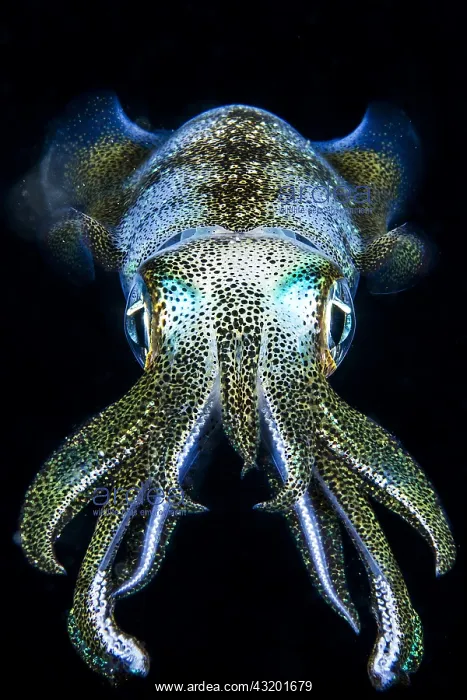 : Squid (Sepioteuthis sp) at night, Moalboal, Philippines : Squid (Sepioteuthis sp) at night, Moalboal, Philippines