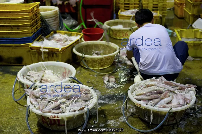 : Squid being sorted : Squid being sorted