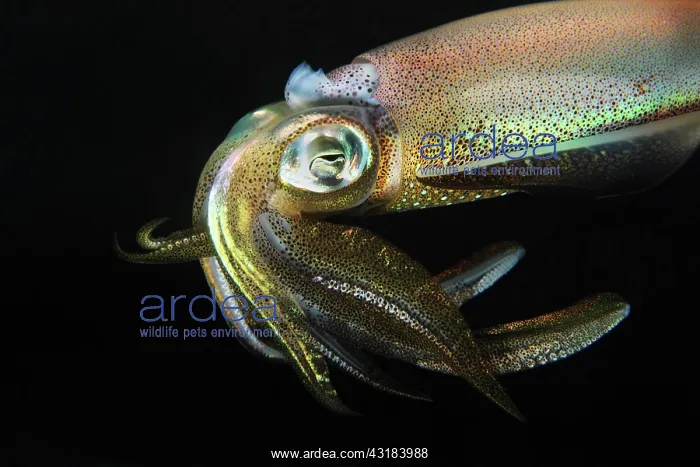 : Squid (Teuthida) juvenile swimming : Squid (Teuthida) juvenile swimming