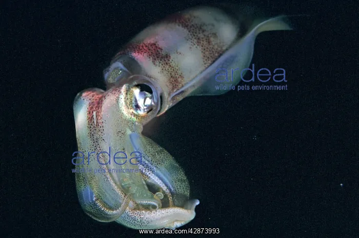  : Squid - ths photo was taken at night. Squid have