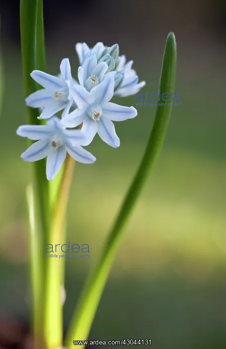 : Squill, Puschkinia scilloides : Squill, Puschkinia scilloides