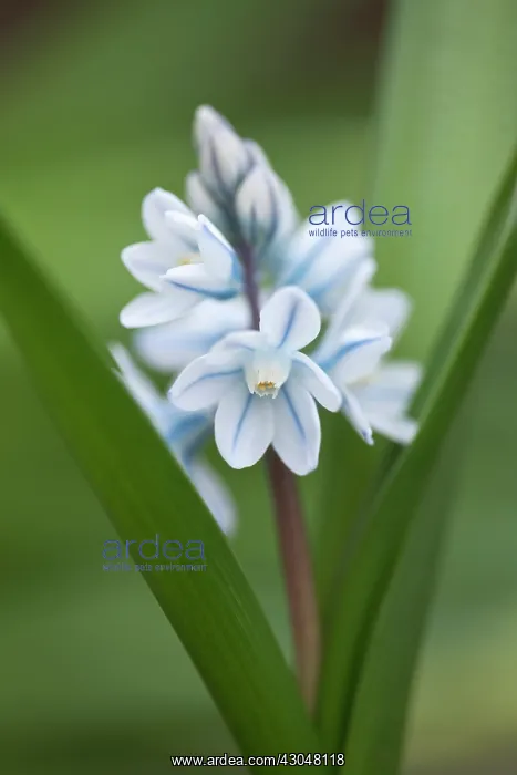 : Squill. Spike of Puschkinia scilloides with star shaped white flowers with : Squill. Spike of Puschkinia scilloides with star shaped white flowers with