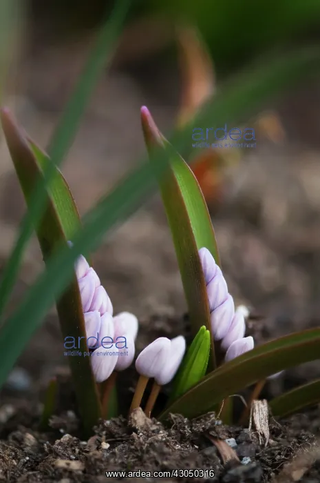 : Squill, Rosy squill, Scilla bifolia Rosea : Squill, Rosy squill, Scilla bifolia Rosea