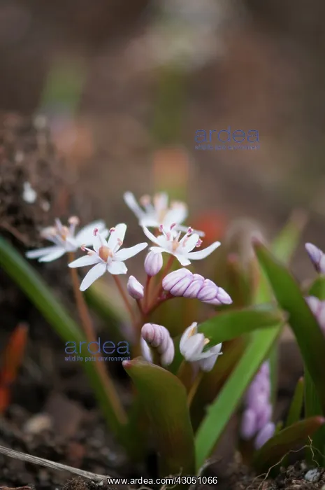 : Squill, Rosy squill, Scilla bifolia Rosea : Squill, Rosy squill, Scilla bifolia Rosea