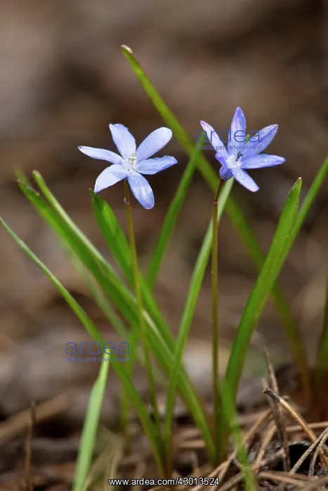 : Squill endemic Troodos Mountains, Cyprus : Squill endemic Troodos Mountains, Cyprus