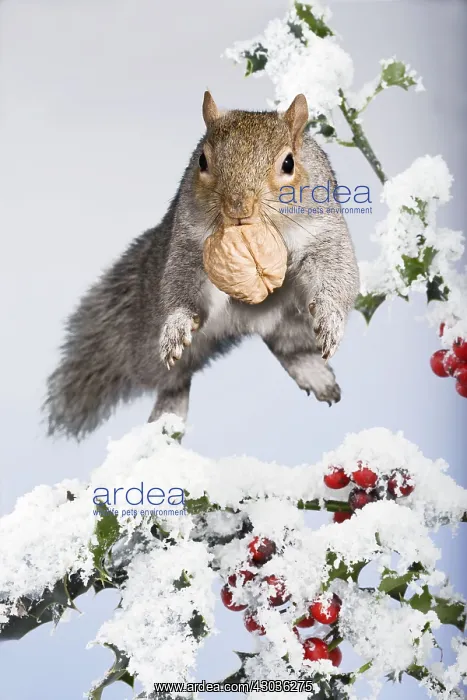  : Squirell - jumping through snow covered holly