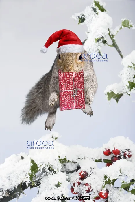  : Squirell - jumping through snow covered holly
