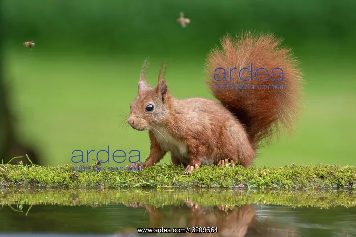 : Squirrel comes to drink at bird bath (Sciurus vulgaris) : Squirrel comes to drink at bird bath (Sciurus vulgaris)