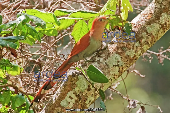 : Squirrel Cuckoo : Squirrel Cuckoo