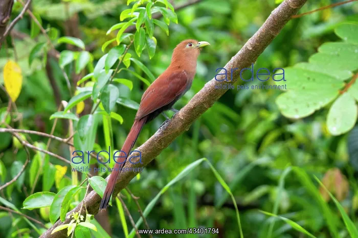  : Squirrel Cuckoo, Piaya cayana