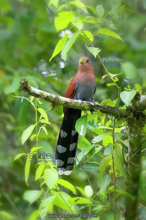 : Squirrel Cuckoo, Piaya cayana : Squirrel Cuckoo, Piaya cayana
