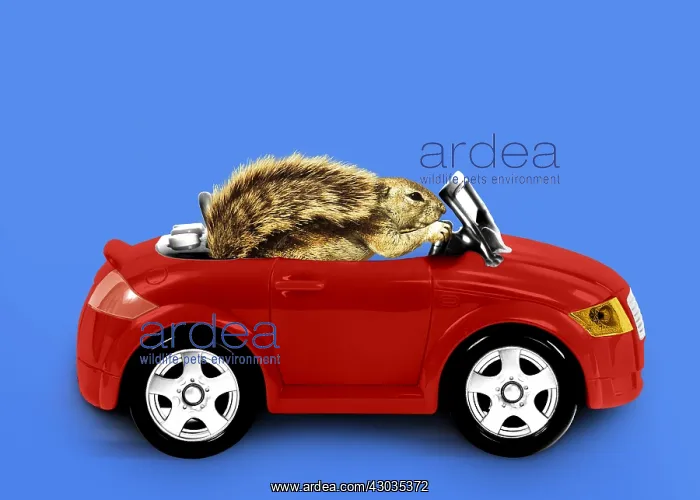  : Squirrel, driving car