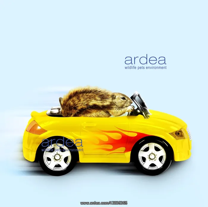  : Squirrel, driving car with flames down the side
