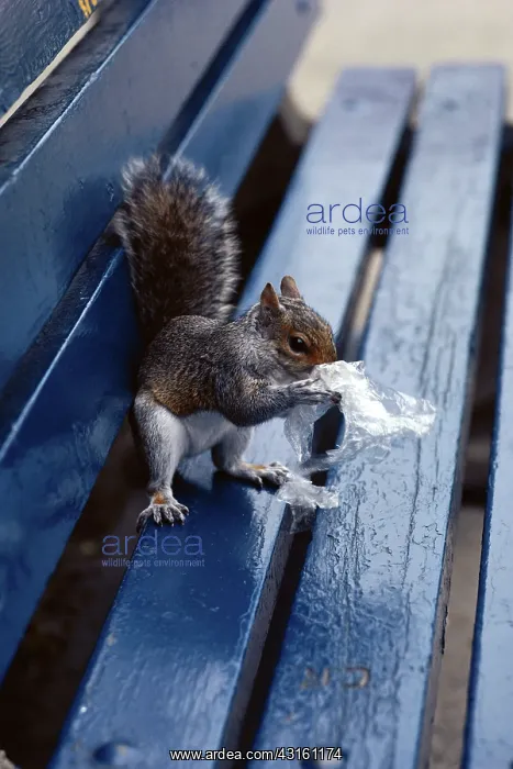 : Squirrel Eating Crumbs from Discarded Wrapper : Squirrel Eating Crumbs from Discarded Wrapper
