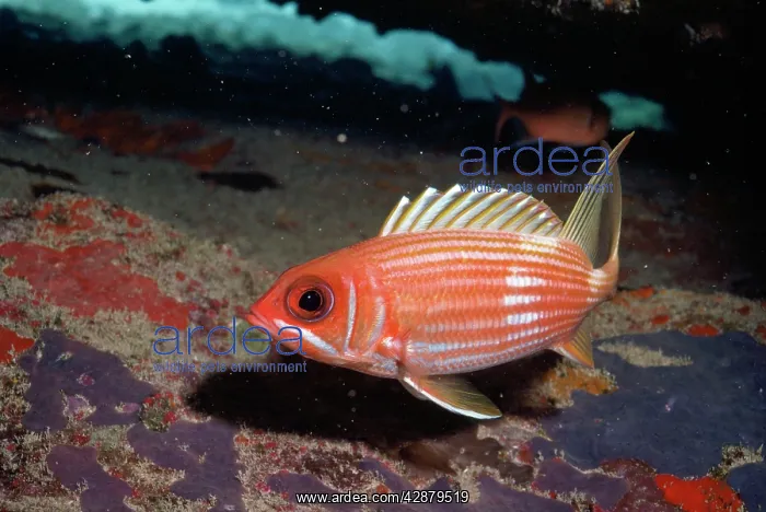 : SQUIRREL FISH : SQUIRREL FISH