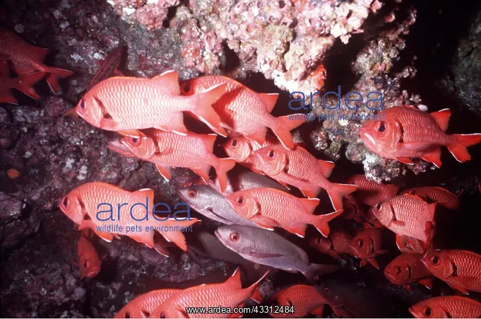 : SQUIRREL FISH : SQUIRREL FISH