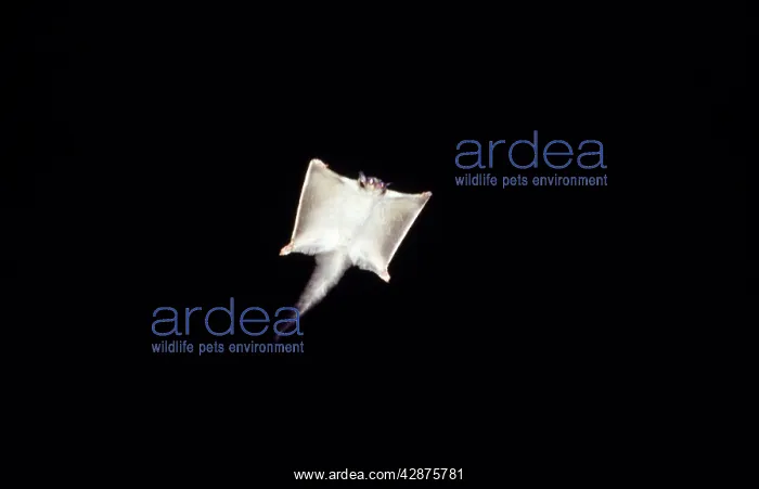 : SQUIRREL GLIDER - at night : SQUIRREL GLIDER - at night
