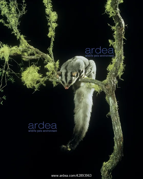 : Squirrel Glider - perched on branch, showing underside : Squirrel Glider - perched on branch, showing underside