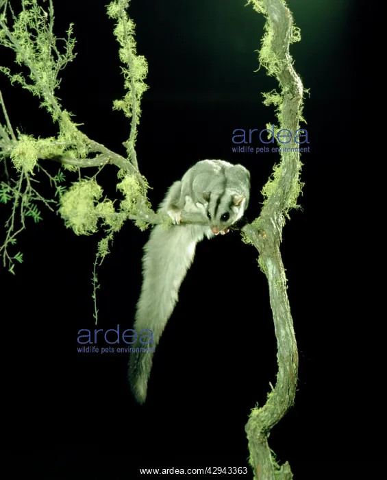 : Squirrel glider (Petaurus norfolcensis). Australia : Squirrel glider (Petaurus norfolcensis). Australia