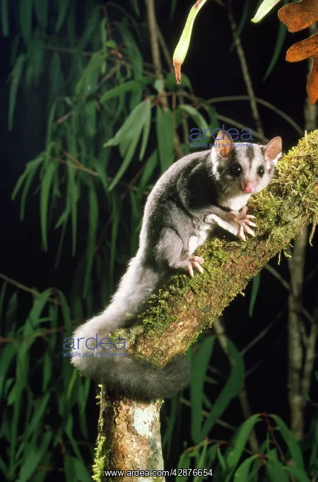 : Squirrel Glider - rare marsupial of forests : Squirrel Glider - rare marsupial of forests