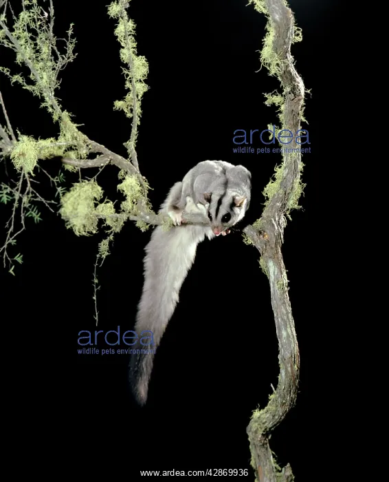 : Squirrel Glider - In tree : Squirrel Glider - In tree