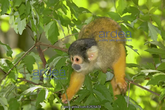 : Squirrel Monkey : Squirrel Monkey