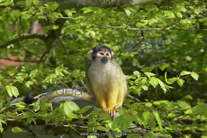 : Squirrel Monkey : Squirrel Monkey
