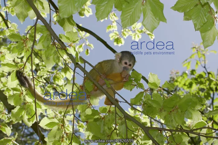 : Squirrel Monkey : Squirrel Monkey