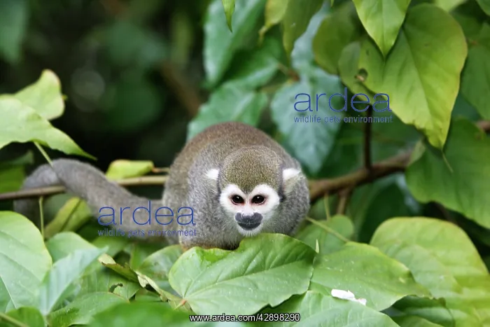 : Squirrel Monkey : Squirrel Monkey