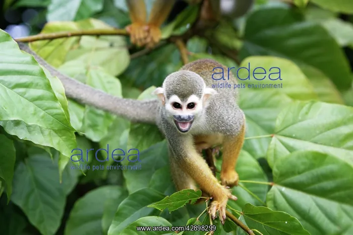 : Squirrel Monkey : Squirrel Monkey