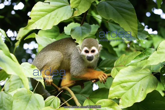 : Squirrel Monkey : Squirrel Monkey