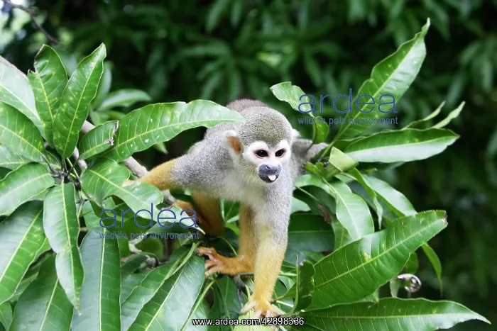 : Squirrel Monkey : Squirrel Monkey