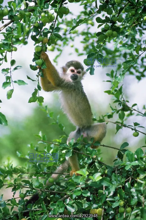 : Squirrel Monkey : Squirrel Monkey
