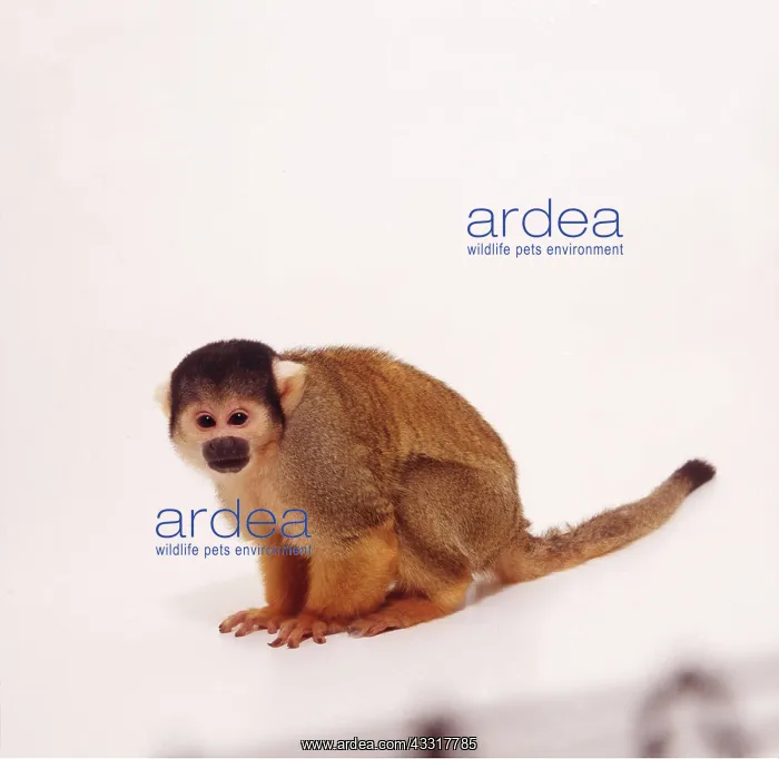 : SQUIRREL MONKEY : SQUIRREL MONKEY