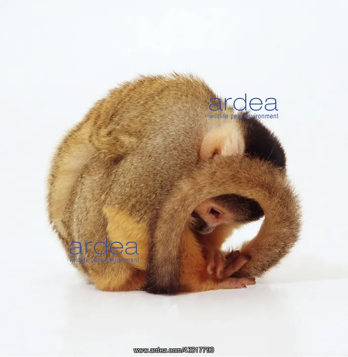 : SQUIRREL MONKEY - CURLED UP : SQUIRREL MONKEY - CURLED UP
