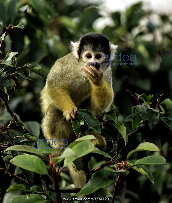  : Squirrel Monkey feeding on fruit