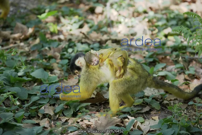 : Squirrel Monkey - Mother forgaing on forest floor : Squirrel Monkey - Mother forgaing on forest floor