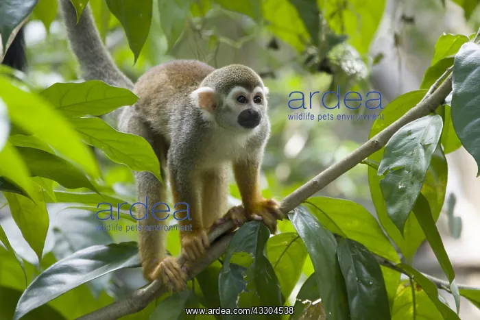 : Squirrel Monkey Saimiri sciureus Singapore Zoo MA003495 : Squirrel Monkey Saimiri sciureus Singapore Zoo MA003495