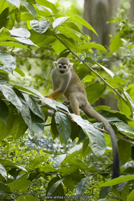 : Squirrel Monkey Saimiri sciureus Singapore Zoo MA003497 : Squirrel Monkey Saimiri sciureus Singapore Zoo MA003497