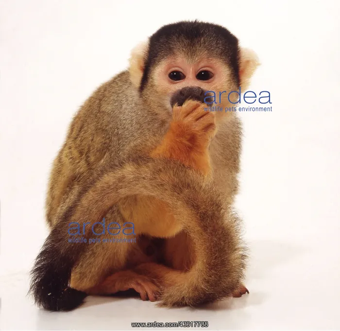 : SQUIRREL MONKEY - sitting : SQUIRREL MONKEY - sitting