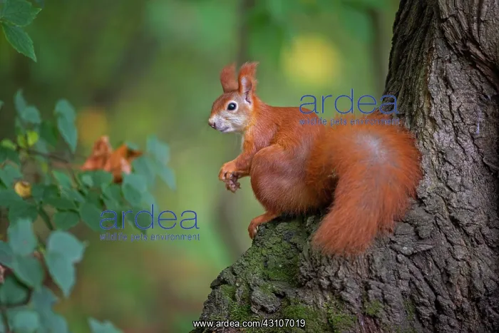 : Squirrel (Sciurus) sitting curiously on a tree trunk : Squirrel (Sciurus) sitting curiously on a tree trunk