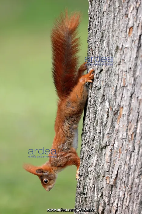 : Squirrel (Sciurus vulgaris) climbing upside down : Squirrel (Sciurus vulgaris) climbing upside down