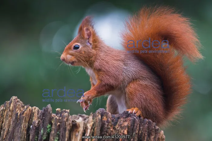: Squirrel (Sciurus vulgaris), Emsland, Lower Saxony : Squirrel (Sciurus vulgaris), Emsland, Lower Saxony