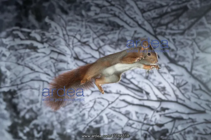 : Squirrel (Sciurus vulgaris), jumping, in winter : Squirrel (Sciurus vulgaris), jumping, in winter